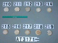 藏品(芋螺貝)的圖片